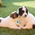 Essential First Aid Tips for Dog Owners in the UK