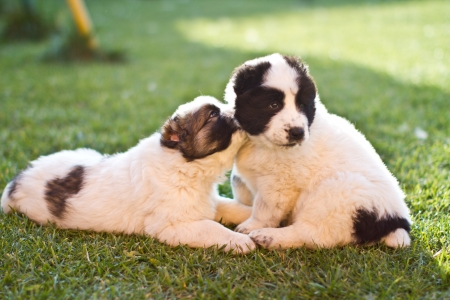 Essential First Aid Tips for Dog Owners in the UK