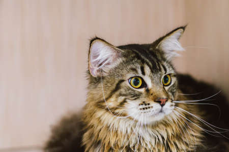 Siamese Cats in the United Kingdom: Elegance, Temperament, and Care for a Beloved Breed