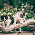 Outdoor Cats in the British Countryside: Risks, Rewards, and Responsibility