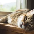 A Comprehensive Guide to the UK’s Pet Ownership Laws: What Every British Pet Owner Needs to Know