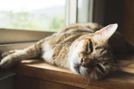 A Comprehensive Guide to the UK’s Pet Ownership Laws: What Every British Pet Owner Needs to Know