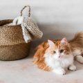 Brushing British Cats: Essential Fur Care Practices for Healthy, Happy Pets