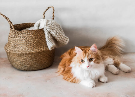 Brushing British Cats: Essential Fur Care Practices for Healthy, Happy Pets