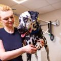 Understanding UK Veterinary Qualifications: Credentials to Look For