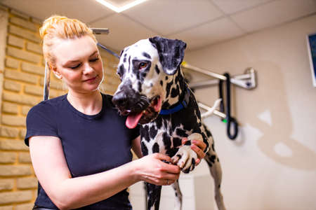 Understanding UK Veterinary Qualifications: Credentials to Look For