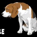 Comprehensive Guide to Managing Common Dog Behavioural Issues in the UK