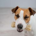 The Ultimate Guide to Dog Walking in the UK: Essential Tips for Every British Dog Owner