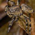 Top 10 Most Popular Tarantula Species for Beginner Pet Owners in Britain