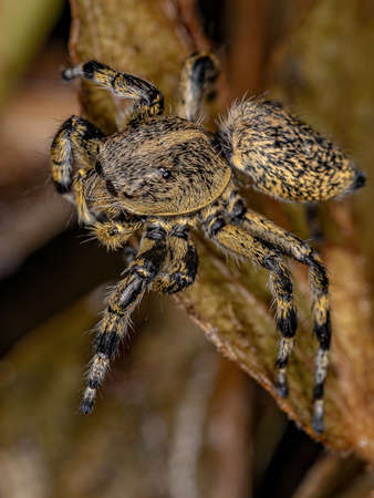 Top 10 Most Popular Tarantula Species for Beginner Pet Owners in Britain