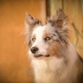 British Icons: Exploring the Most Beloved Native Dog Breeds in the UK