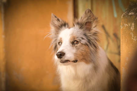 British Icons: Exploring the Most Beloved Native Dog Breeds in the UK