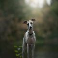 Ceramic and Glass Pet Memorials: Artisan Options in the UK