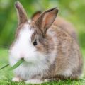 How to Introduce a New Rabbit to Your Household in the UK