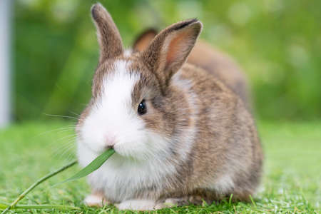 How to Introduce a New Rabbit to Your Household in the UK