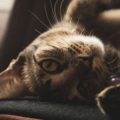 Top 10 Essentials Every Exotic Mammal Owner Needs in the UK