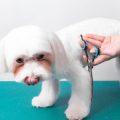 Complete Guide to Balanced Nutrition for Dogs in the UK: What Every Pet Owner Needs to Know