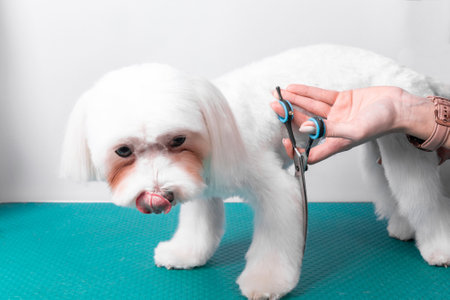 Complete Guide to Balanced Nutrition for Dogs in the UK: What Every Pet Owner Needs to Know