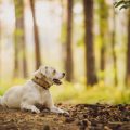 How to Read UK Pet Food Labels: Identifying Quality Ingredients and Avoiding Fillers
