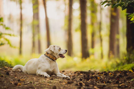 How to Read UK Pet Food Labels: Identifying Quality Ingredients and Avoiding Fillers