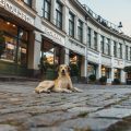 Charity and Legacy: Ways to Memorialise Your Pet Through Giving in the UK