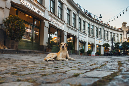 Charity and Legacy: Ways to Memorialise Your Pet Through Giving in the UK