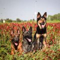 Top UK Support Groups for Coping with the Death of a Beloved Pet: Where to Find Help