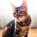 Territorial Behaviour in Cats: What UK Owners Need to Know