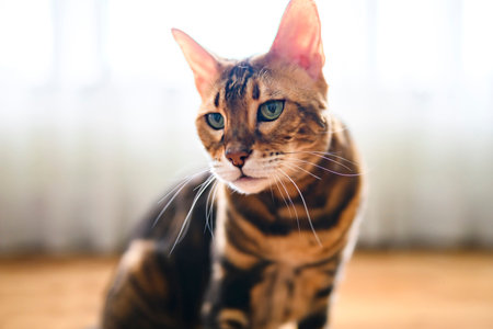 Territorial Behaviour in Cats: What UK Owners Need to Know