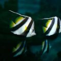 Top 10 Freshwater Fish Species for UK Aquarists and How They Compare to Marine Varieties