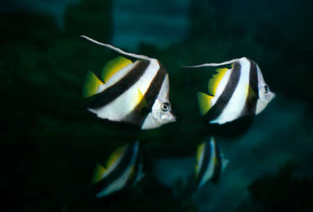 Top 10 Freshwater Fish Species for UK Aquarists and How They Compare to Marine Varieties
