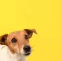 The Ultimate Guide to Dog Grooming in the UK: Techniques, Tools, and Cultural Tips