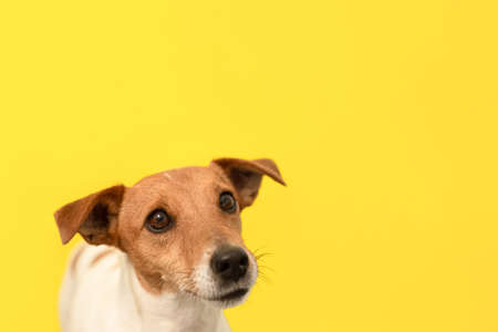 The Ultimate Guide to Dog Grooming in the UK: Techniques, Tools, and Cultural Tips