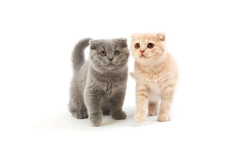 British Shorthair Cats: The Quintessential British Feline and Why They’re the Nation’s Favourite
