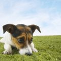 The Complete Guide to Pet Cremation Services in the UK
