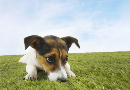 The Complete Guide to Pet Cremation Services in the UK