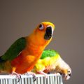Top 10 Popular Pet Birds in the UK: A Complete Guide for British Owners