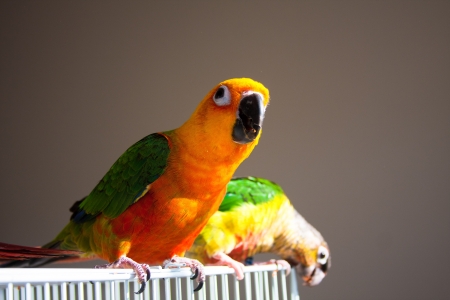 Top 10 Popular Pet Birds in the UK: A Complete Guide for British Owners
