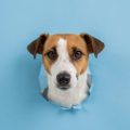How to Create a Pet-Enriching Environment in a Compact UK Flat