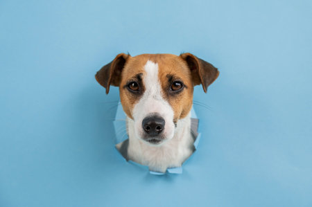 How to Create a Pet-Enriching Environment in a Compact UK Flat