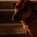 Understanding Your Landlord’s Pet Policy: Negotiating Pet Clauses in UK Tenancy Agreements
