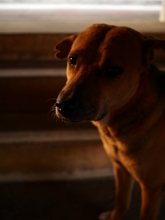 Understanding Your Landlord’s Pet Policy: Negotiating Pet Clauses in UK Tenancy Agreements