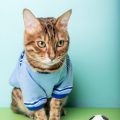 How to Groom Long-Haired Cats in the UK: Tips, Challenges, and Professional Advice