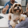 Microchipping Laws for Pets in the UK: Complete Guide to Compliance and Best Practices