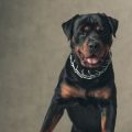 A Comprehensive Guide to Popular Dog Breeds in the UK: History, Traits, and Care