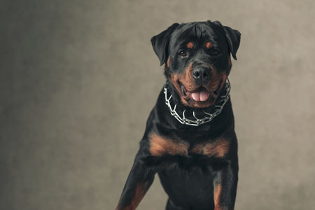 A Comprehensive Guide to Popular Dog Breeds in the UK: History, Traits, and Care