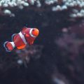 Choosing the Right Location for Your Home Aquarium: Tips for UK Households