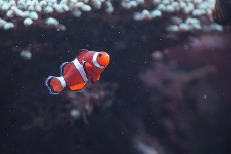 Choosing the Right Location for Your Home Aquarium: Tips for UK Households