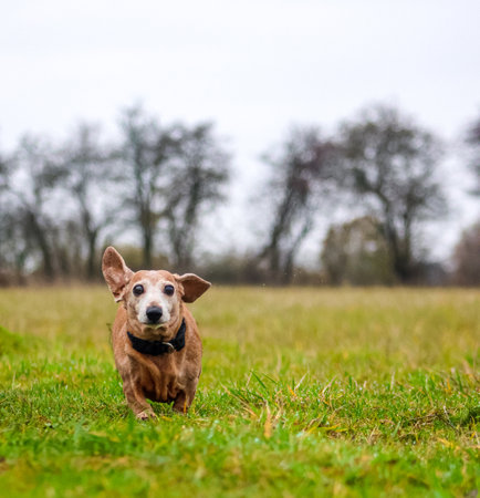 How to Cope with the Loss of a Beloved Pet in the UK
