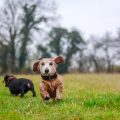 Comparing Popular Dog Breeds in the UK: Which Is the Best Fit for Your Family?